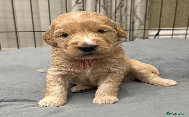 Double Doodle dogs - Advert 1