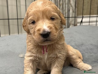 Double Doodle dogs - Advert 8