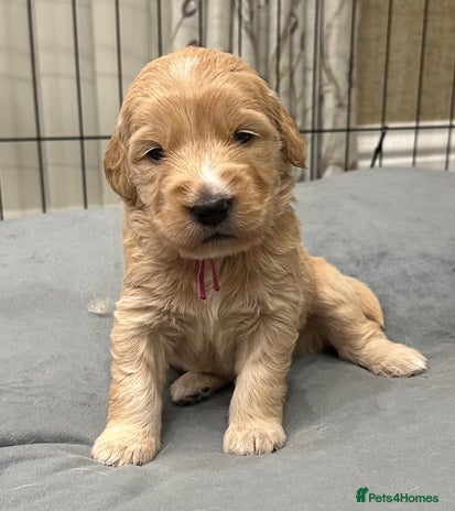 Double Doodle dogs - Advert 1