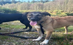 Mixed Breed dogs for adoption: Levi - Norwich Norfolk  - Image 36