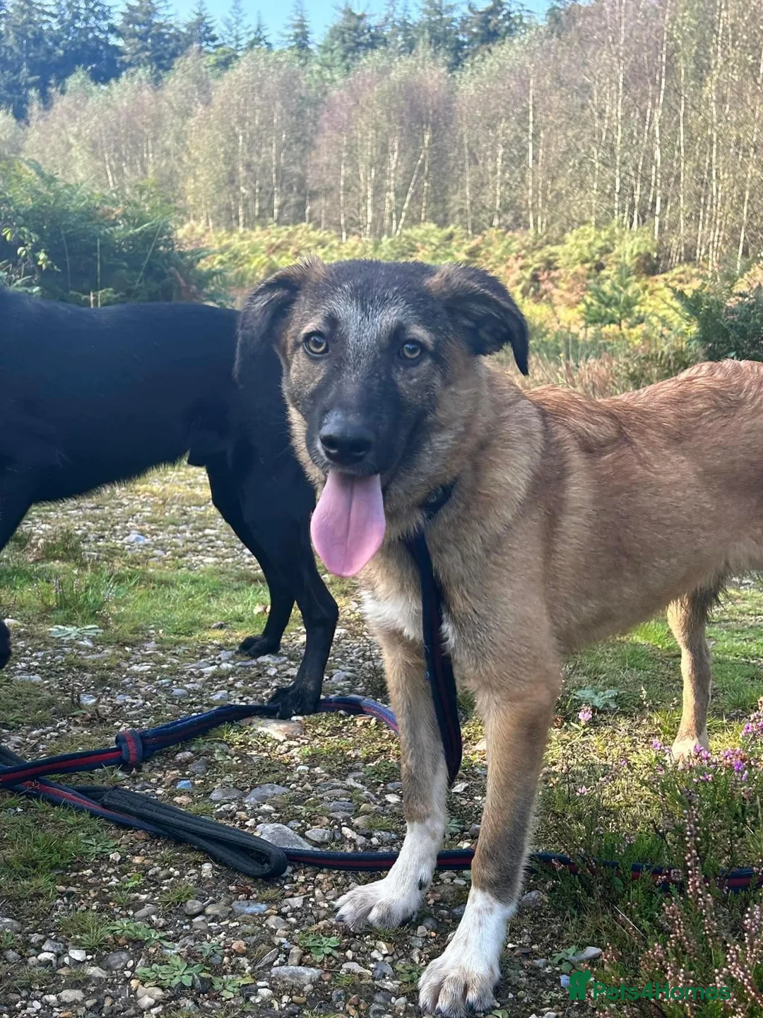 Mixed Breed dogs for adoption: Levi - Norwich Norfolk  - Advert 36