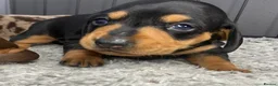 Miniature Dachshund dogs for sale: 3 beautiful girls  - Advert 11