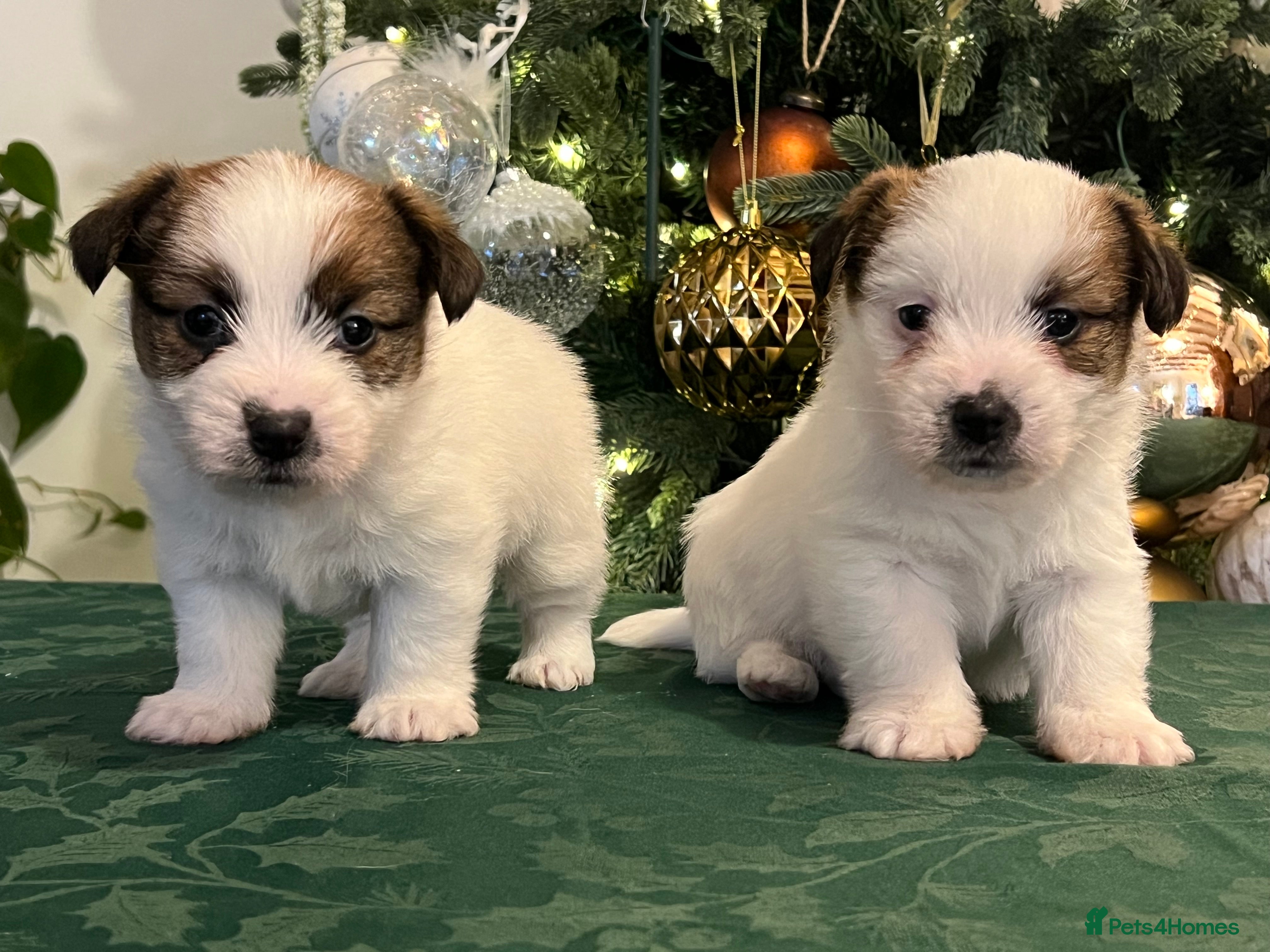 Jack Russell dogs KC registered  rough coated Jack Russell pups - Advert 4