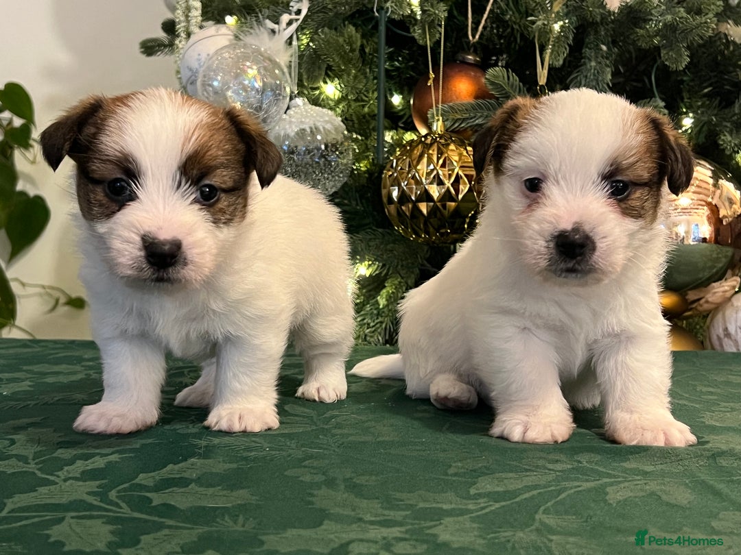 Jack Russell dogs for sale: KC registered  rough coated Jack Russell pups - Advert 1