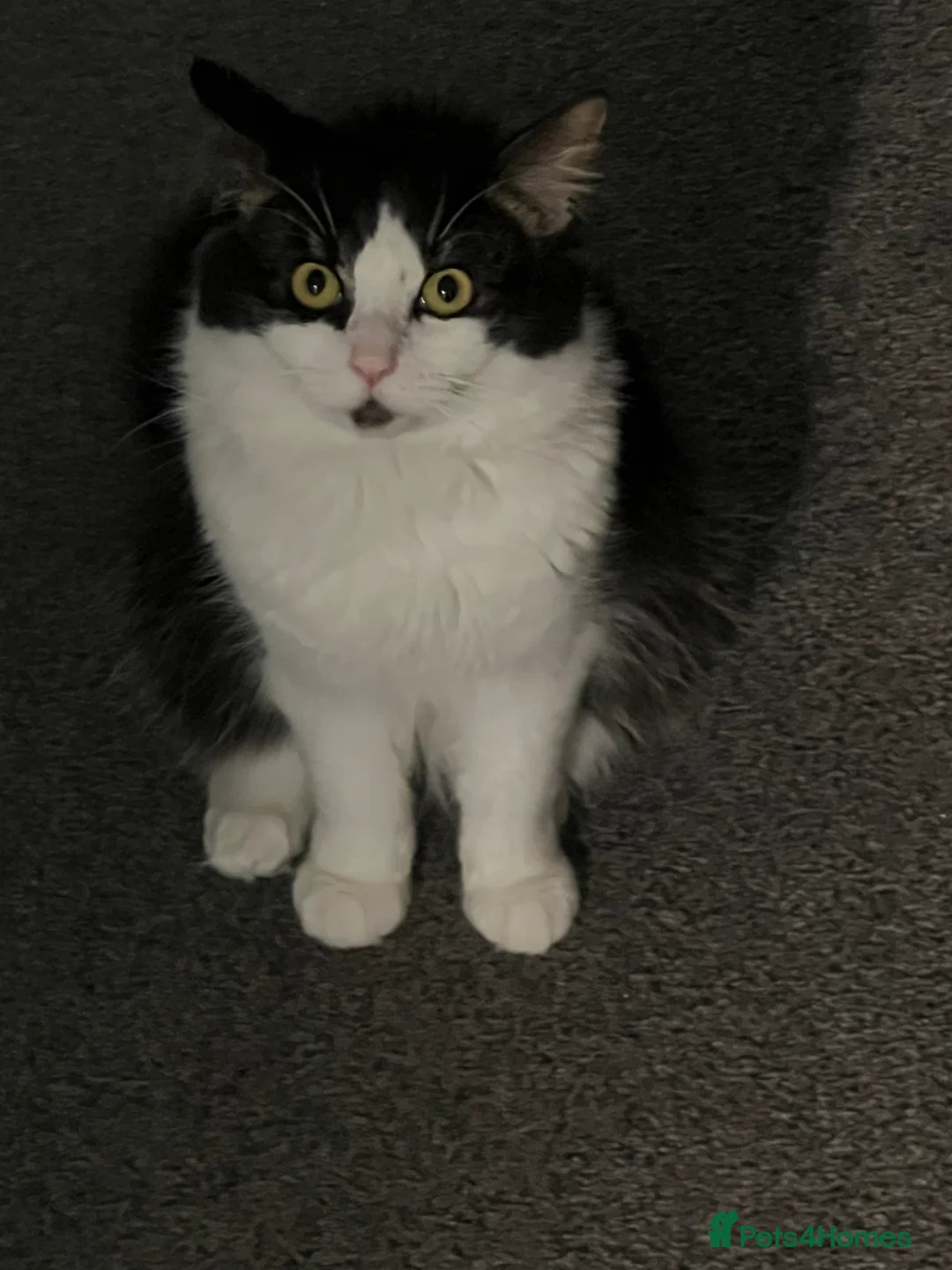 Mixed Breed cats for sale: Gizmo  - Advert 5