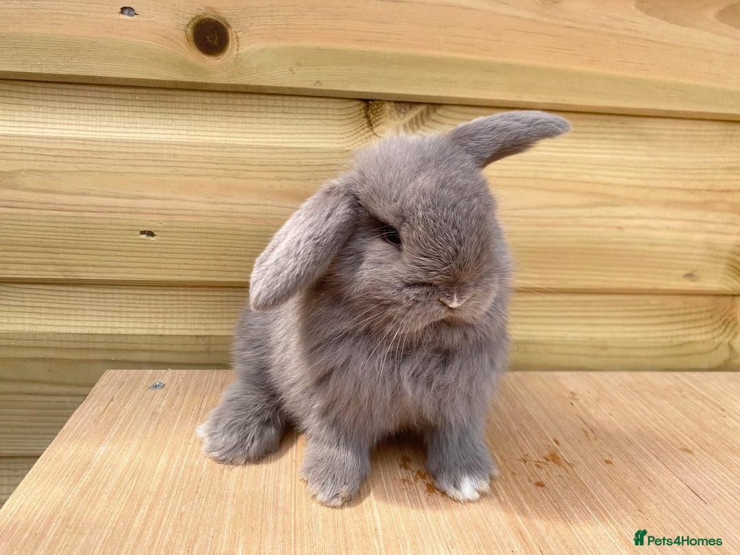 Mini Lop rabbits for sale: Mini lops  - Image 2