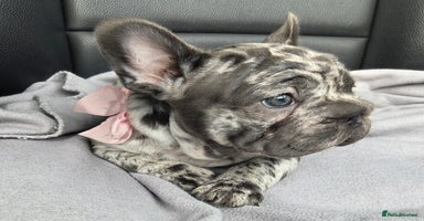 French Bulldog dogs - Advert 14
