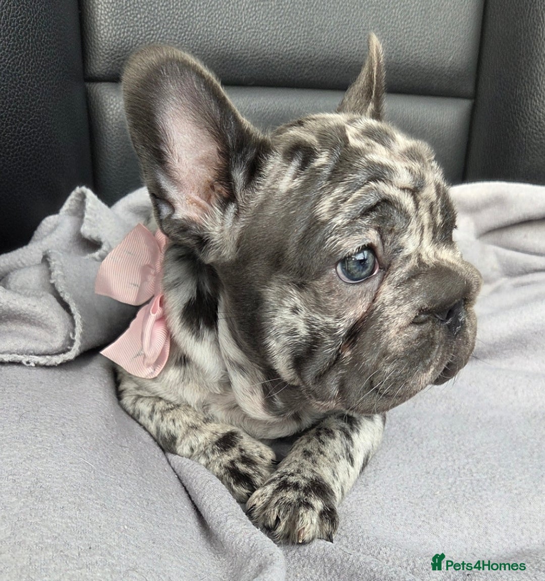 French Bulldog dogs for sale: 💝 DWKC registered champion bloodlines💖 - Image 2