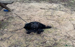 Cocker Spaniel dogs for stud: Looking for a cockerspaniel stud  - Image 2