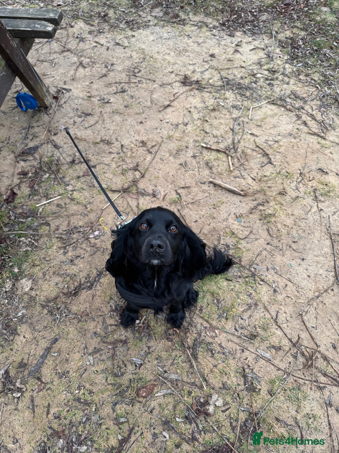 Cocker Spaniel dogs for stud: Looking for a cockerspaniel stud  - Image 2