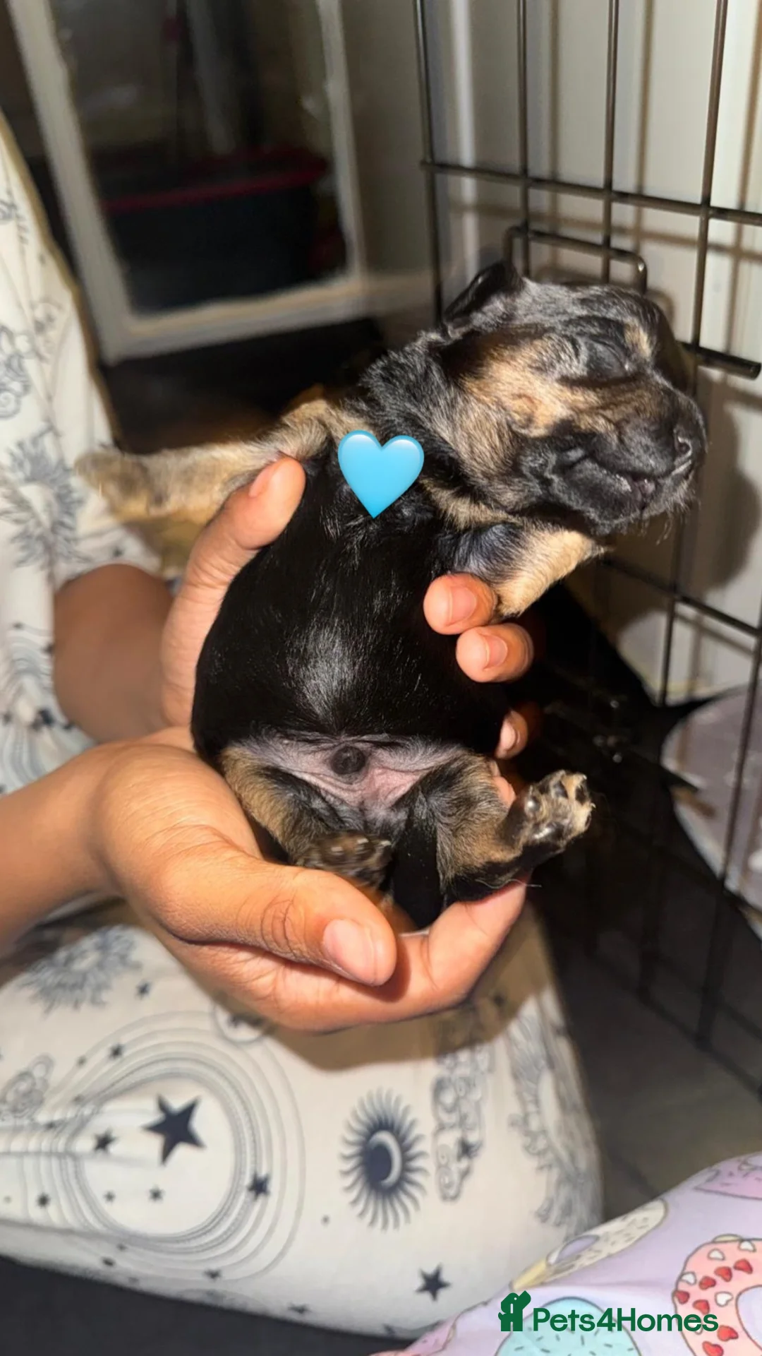 Mixed Breed dogs for sale: Dachshaund x Yorkshire cross Chihuahua x Yorkshire - Advert 2