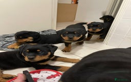 Rottweiler dogs for sale: Pure Bred Rottweilers Boys and Girls Available - Image 5