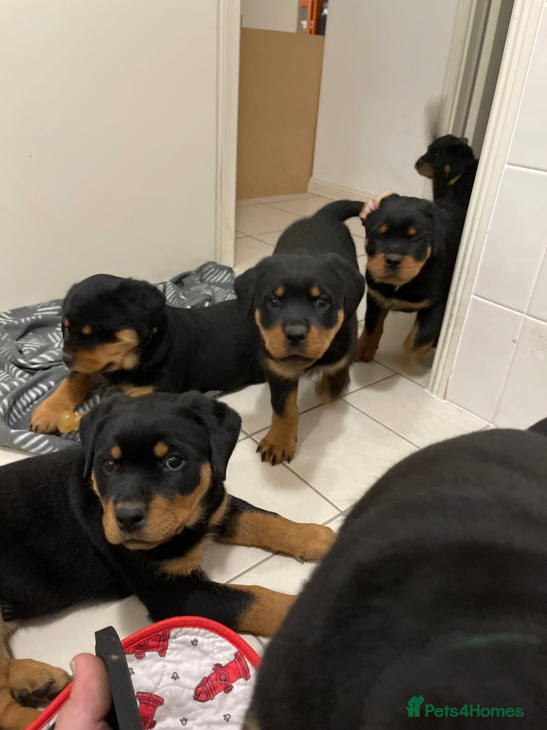 Rottweiler dogs for sale: Pure Bred Rottweilers Boys and Girls Available - Image 5