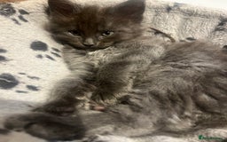 Maine Coon cats for sale: STUNNING MAINE COON KITTENS BLUE SMOKE (tica reg ) - Image 22