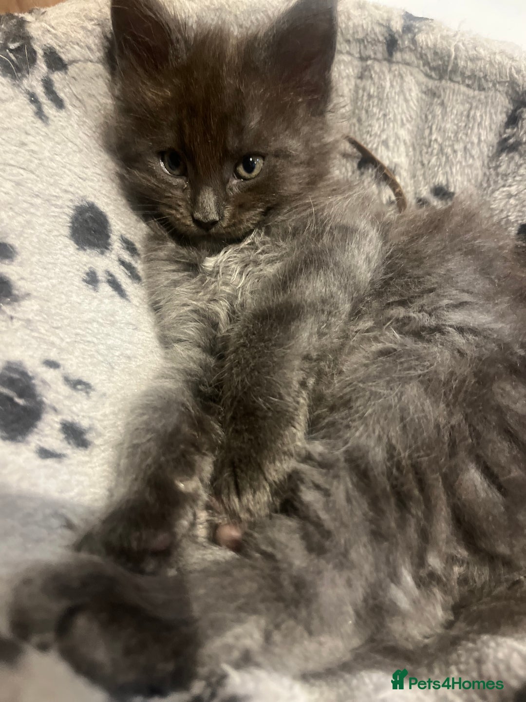 Maine Coon cats for sale: STUNNING MAINE COON KITTENS BLUE SMOKE (tica reg ) - Image 22