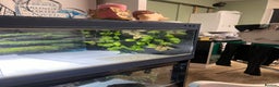 Python Snake reptiles for sale: PYTHON & 4ft VIV & ACCESSORIES  - Advert 6