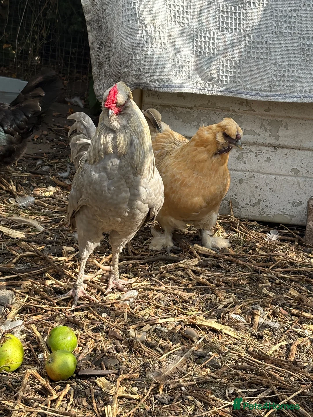 Chickens poultry for sale: Trio bantams: araucana cockerel & gold-top hens  - Advert 6