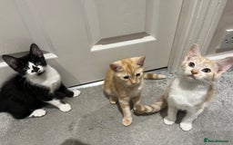 Mixed Breed cats for sale: Lovely playful kittens  - Image 5