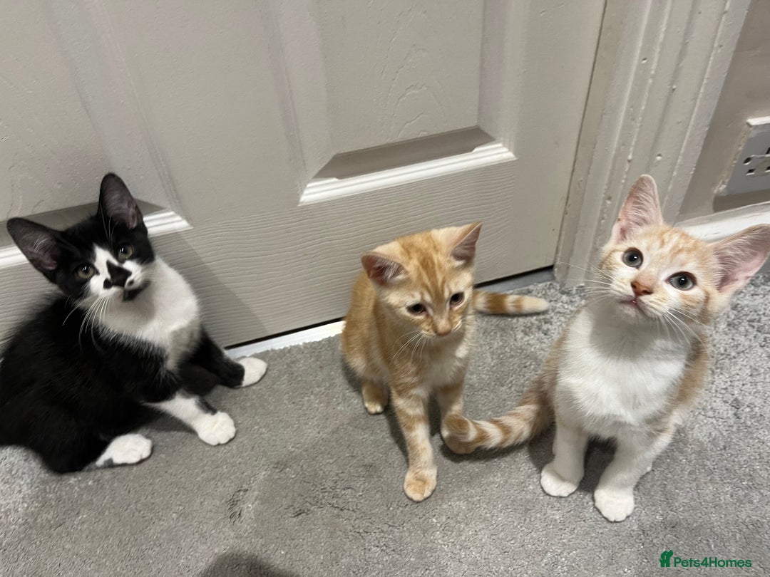 Mixed Breed cats for sale: Lovely playful kittens  - Image 5