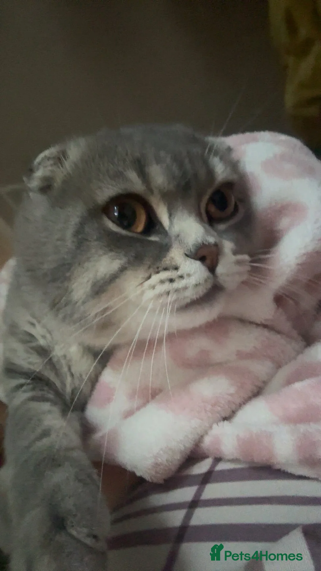 Scottish Fold cats for sale: Scottish fold male  in Birmingham - Advert 2