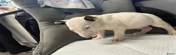 English Bull Terrier dogs for sale: Two beautiful English bull terrier puppies  - Advert 12