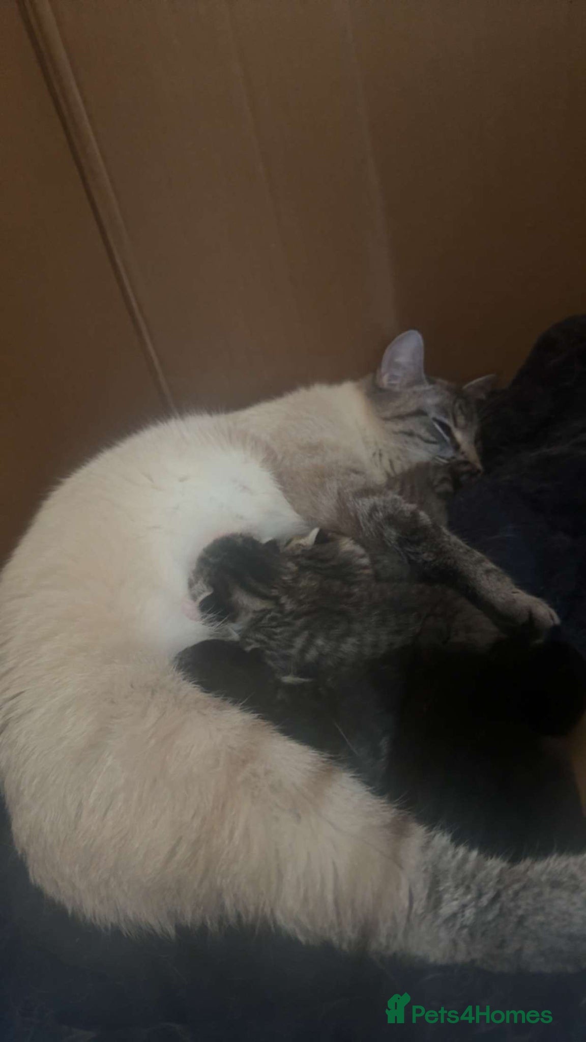 Mixed Breed cats Mixed Beautiful Girls  - Advert 1