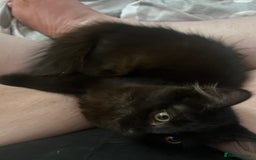 British Longhair cats for sale: Cat need rehoming due to over crowding  - Image 3
