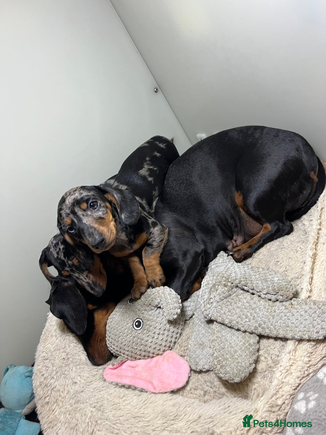 Miniature Dachshund dogs for sale: Miniature Dachshund KC last two girls  - Image 4