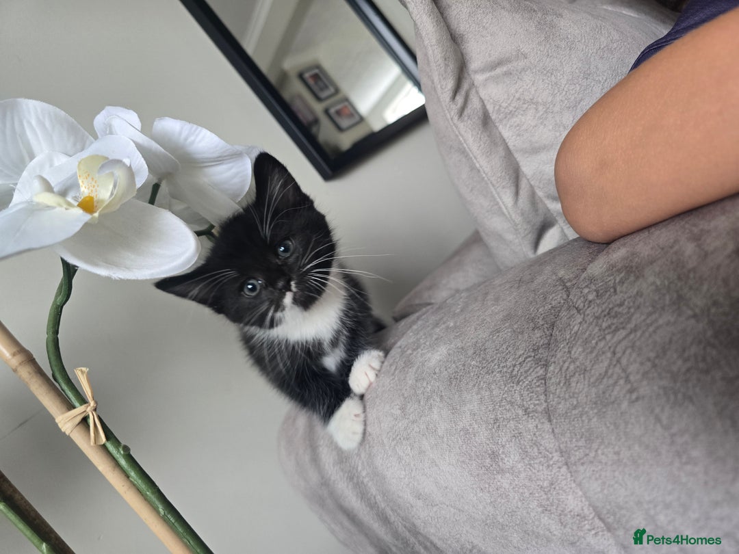 Domestic Shorthair cats for sale: Female kitten - Image 2