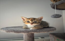 Mixed Breed cats for sale: 4 beautiful colourful coat kittens - Image 2
