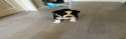 Border Collie dogs for sale: Border collie puppies  - Advert 3