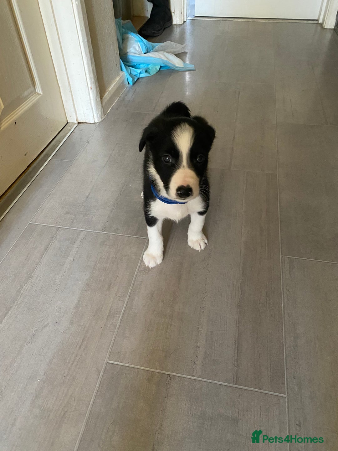 Border Collie dogs for sale: Border collie puppies  - Advert 3