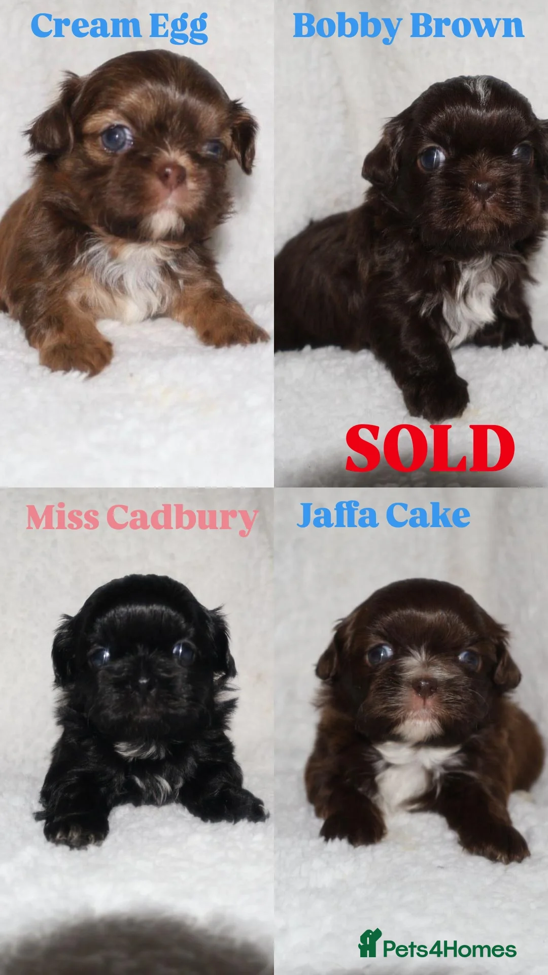 Shih Tzu dogs ⭐️ 5 STAR IMPERIAL SHIH TZU PUPPIES ⭐️ - Advert 16