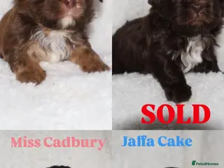 Shih Tzu dogs ⭐️ 5 STAR IMPERIAL SHIH TZU PUPPIES ⭐️ - Advert 16