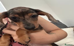 Miniature Dachshund dogs for sale: Minature dachshunds for sale! LAST 2!READY TO GO! - Image 7