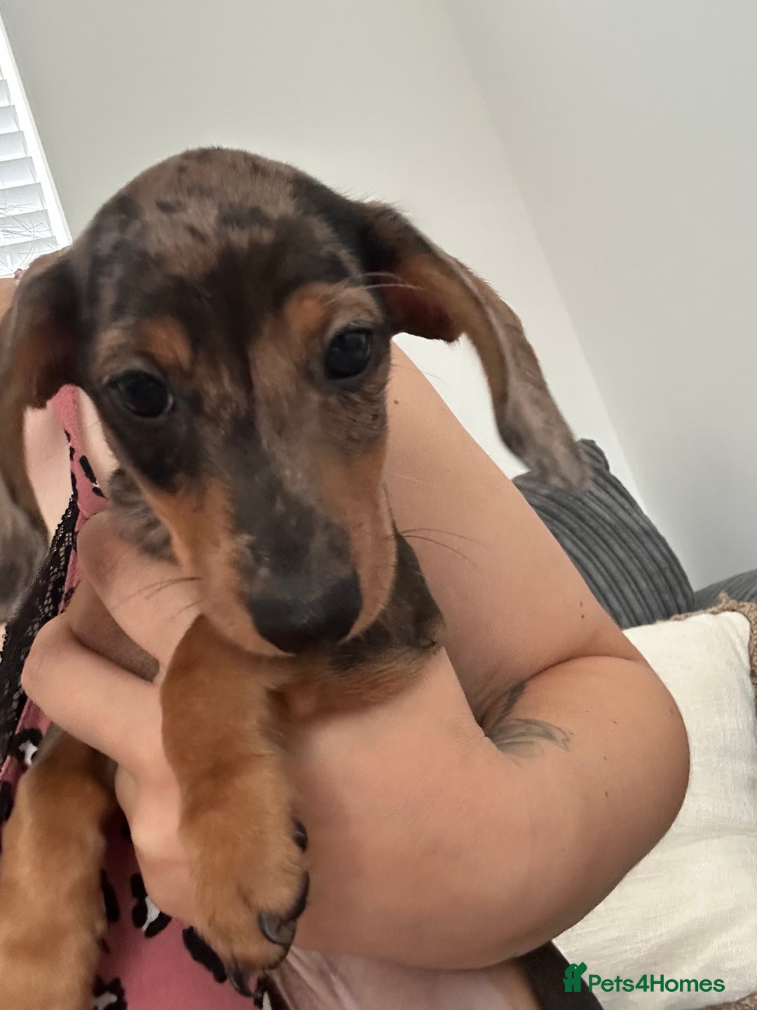 Miniature Dachshund dogs for sale: Minature dachshunds for sale! LAST 2!READY TO GO! - Image 7
