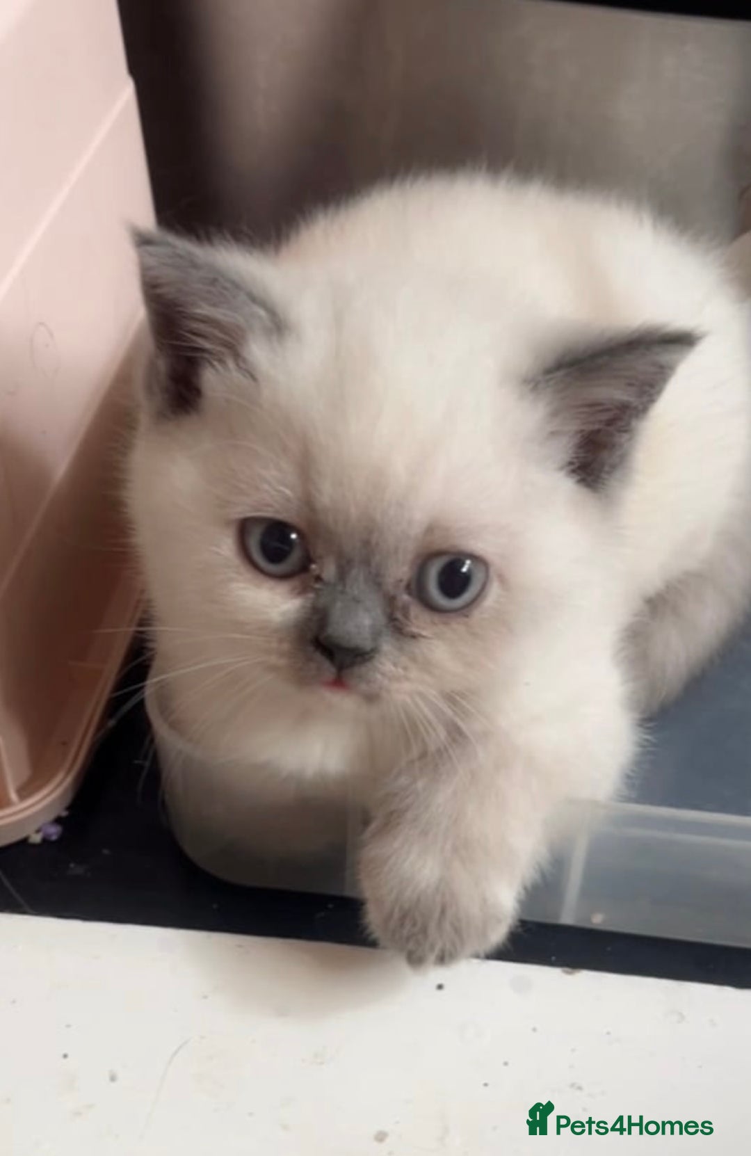 British Shorthair cats for sale: British Shorthair Colour Points   - Image 10