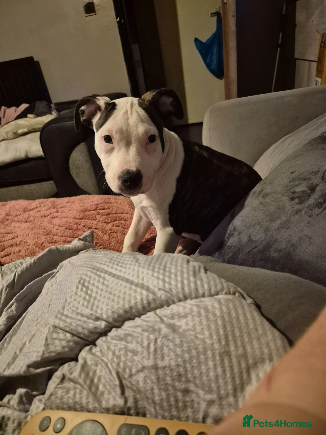 Mixed Breed dogs for sale: 2 beautiful girls 9months old  in Nottingham - Advert 5