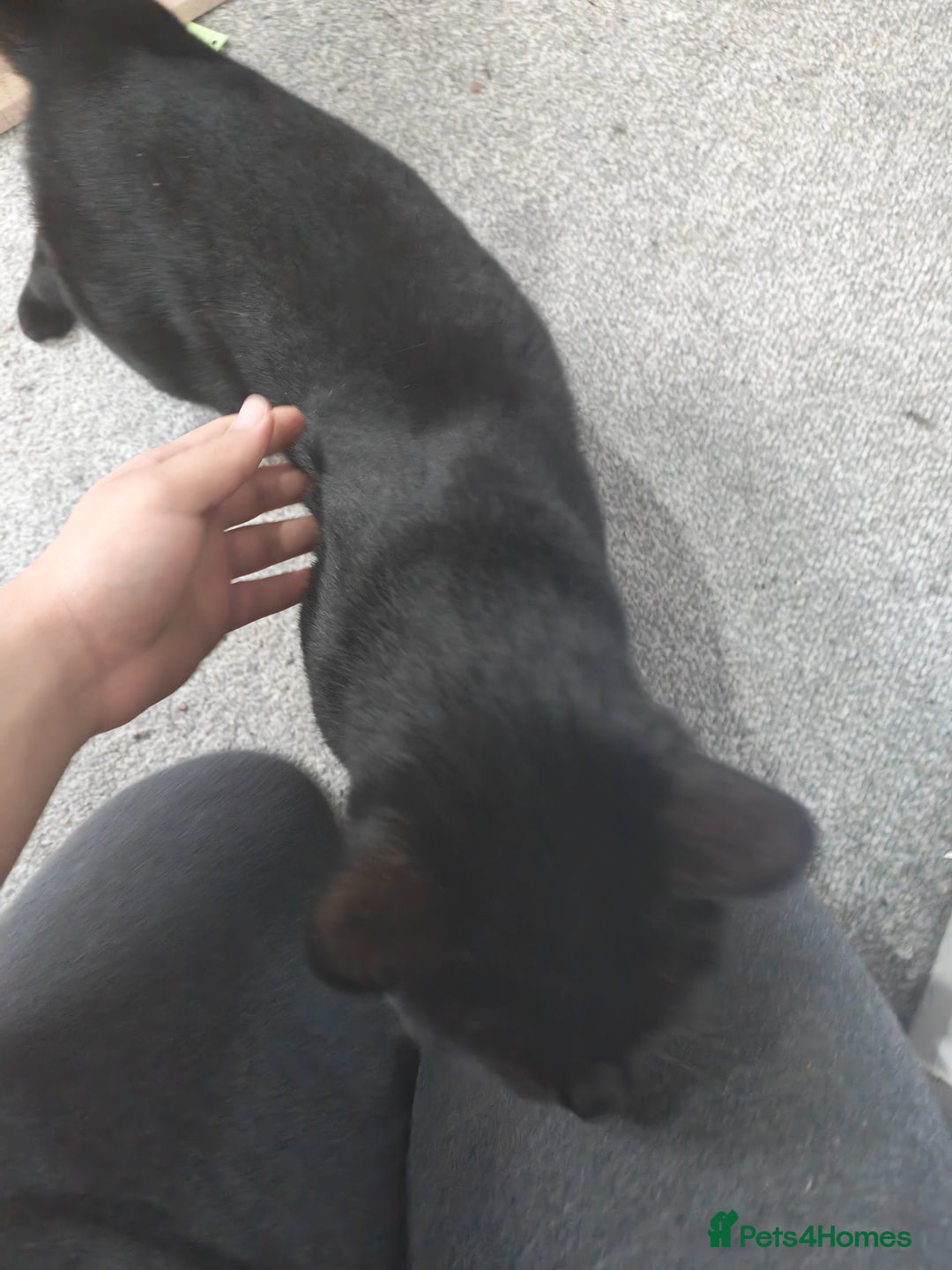 British Shorthair cats for sale: Shorthair cat for sale - Advert 2