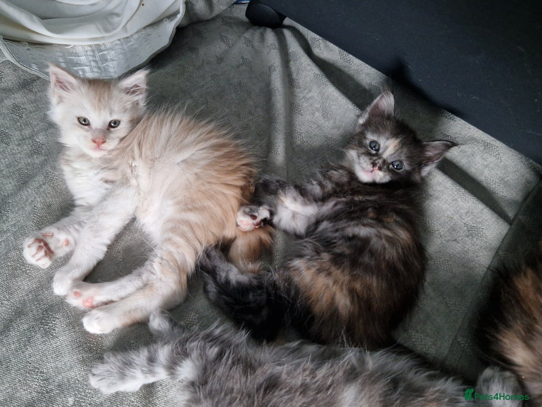 Maine Coon cats for sale: Stunning Maine Coon kittens - Image 9