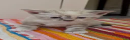 European cats for sale: 5 Beautiful  Kittens Looking for Forever Homes! - Advert 18