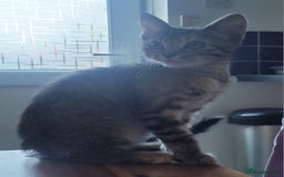 Mixed Breed cats for sale: Tabby female kitten - Image 6