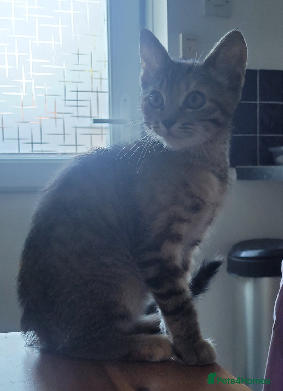 Mixed Breed cats for sale: Tabby female kitten - Image 6