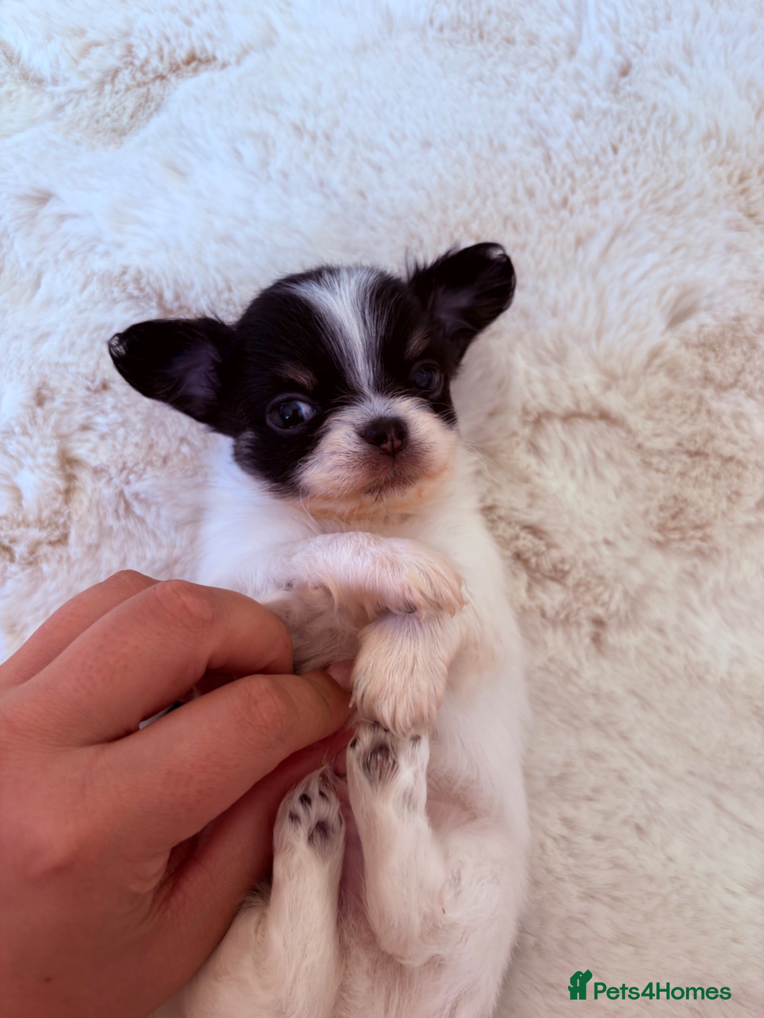 Chihuahua dogs 🩵Long Hair Chihuahua Boy💙 😍 - Advert 1