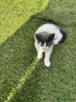 Mixed Breed cats - Advert 7