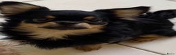 Chihuahua dogs for sale: black and tan chihuahua boy - Advert 1