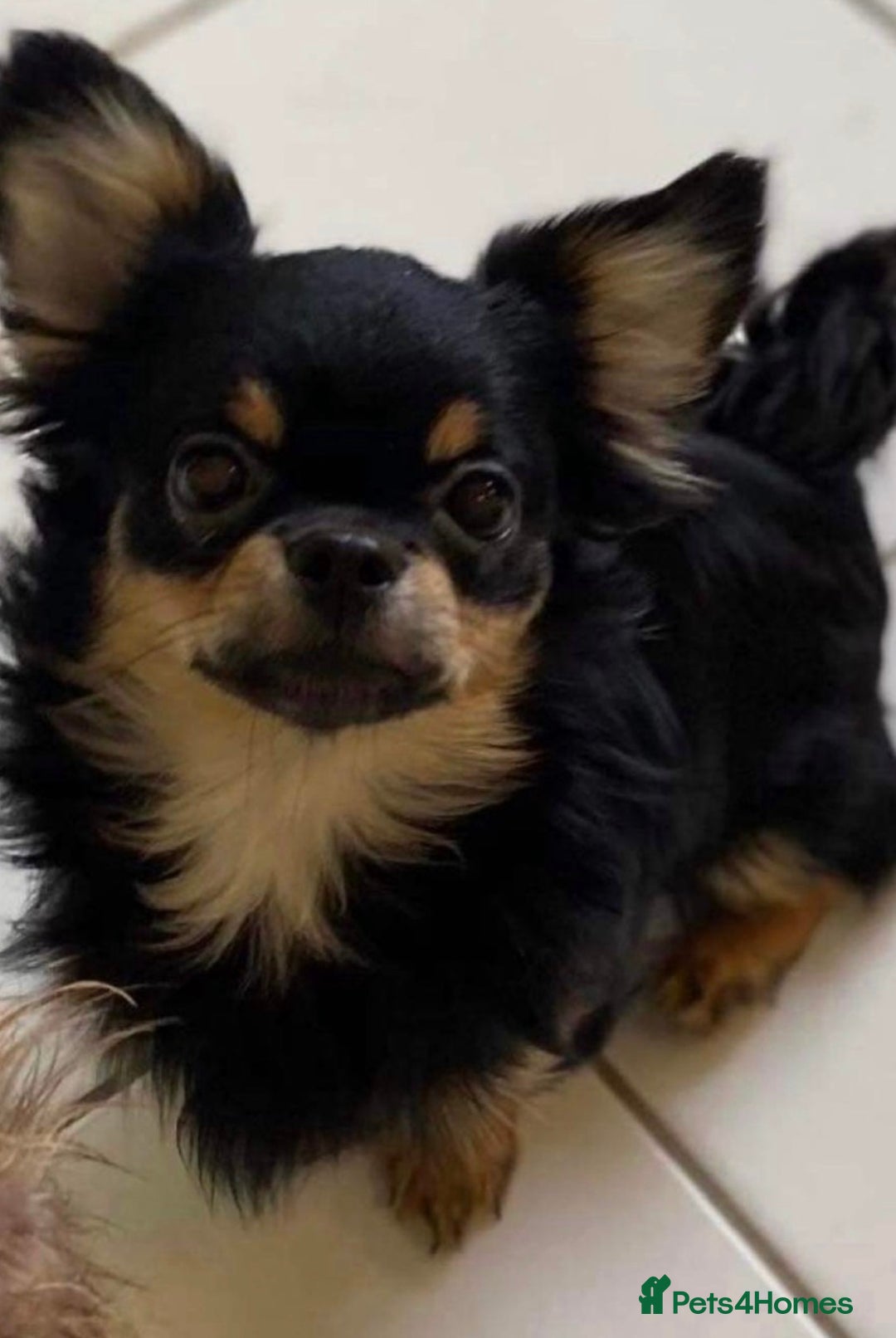 Chihuahua dogs for sale: black and tan chihuahua boy - Advert 1