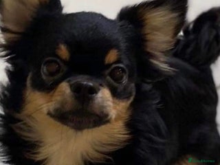 Chihuahua dogs black and tan chihuahua boy - Advert 4