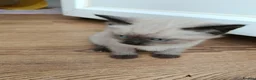 Mixed Breed cats for sale: Beautiful White Kitte Ragdoll (8 Weeks Old in Peterborough - Advert 11