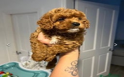 Cavapoo dogs for sale: Mini Cavapoo fox red - Image 4